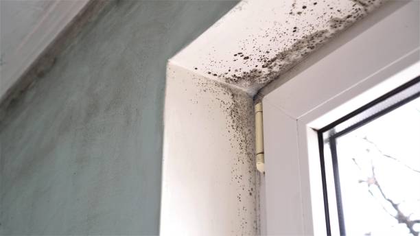 Best Same-Day Mold Removal  in Desert Hot Springs, CA
