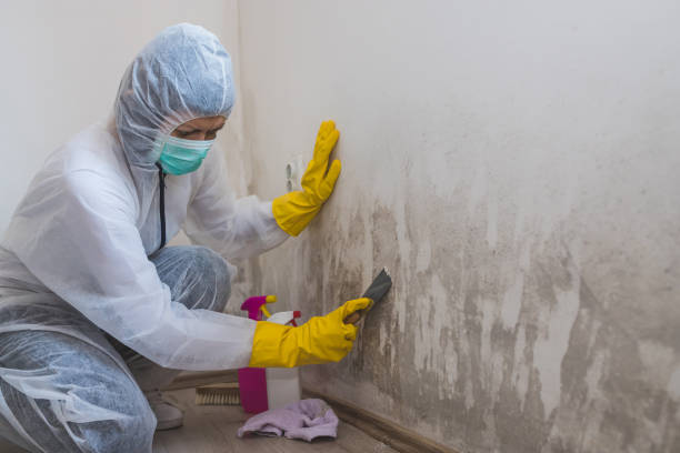 Best Local Mold Removal Service  in Desert Hot Springs, CA
