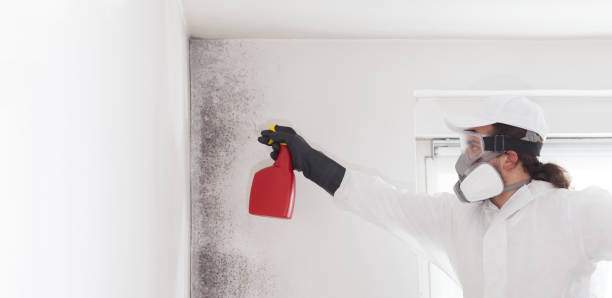 Best Toxic Mold Removal  in Desert Hot Springs, CA