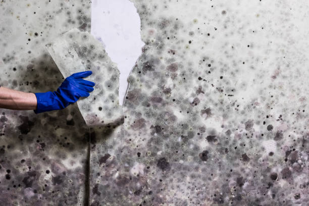 Best Commercial Mold Removal  in Desert Hot Springs, CA